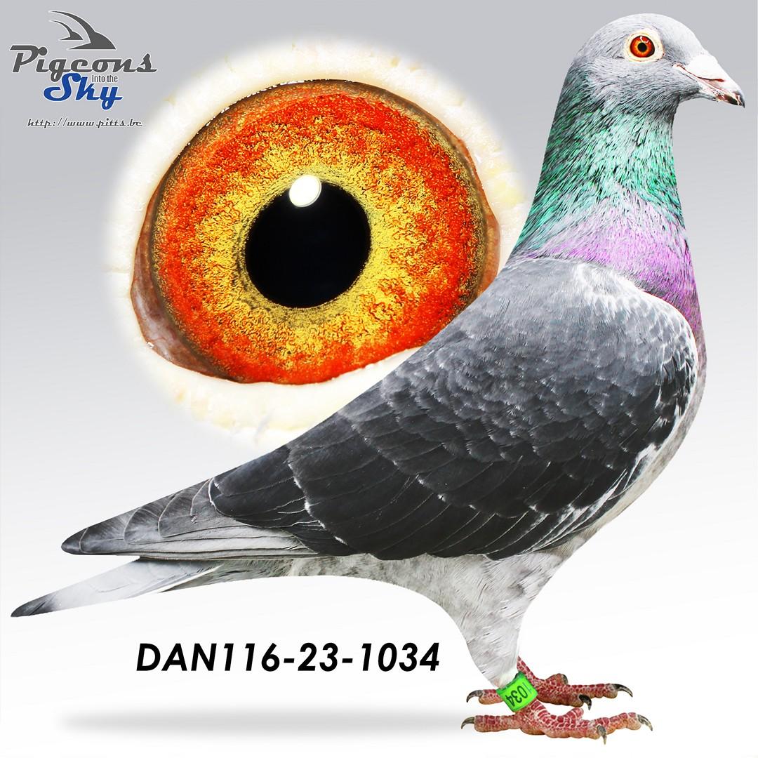 DAN116-23-1034