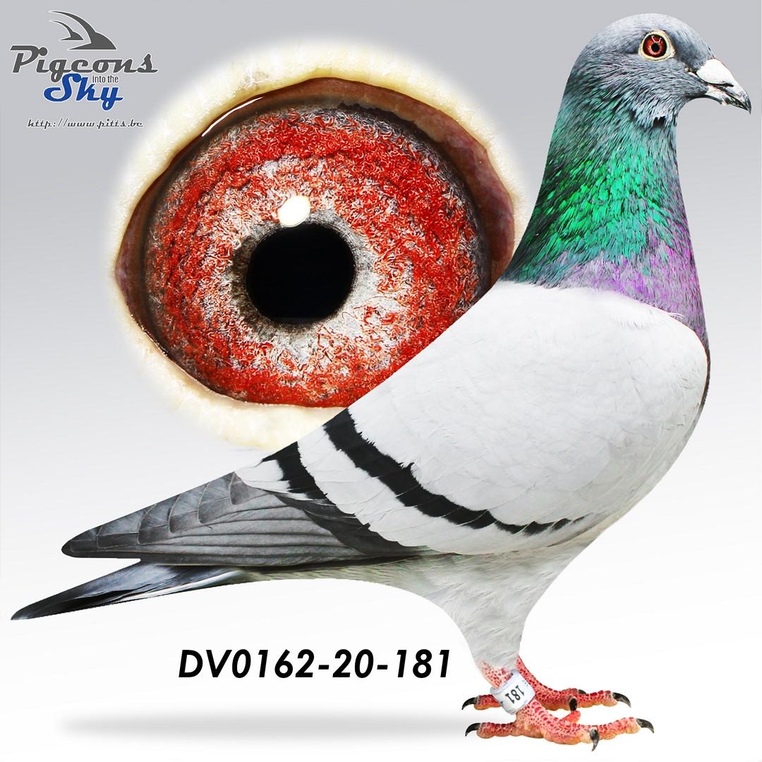 DV0162-20-181