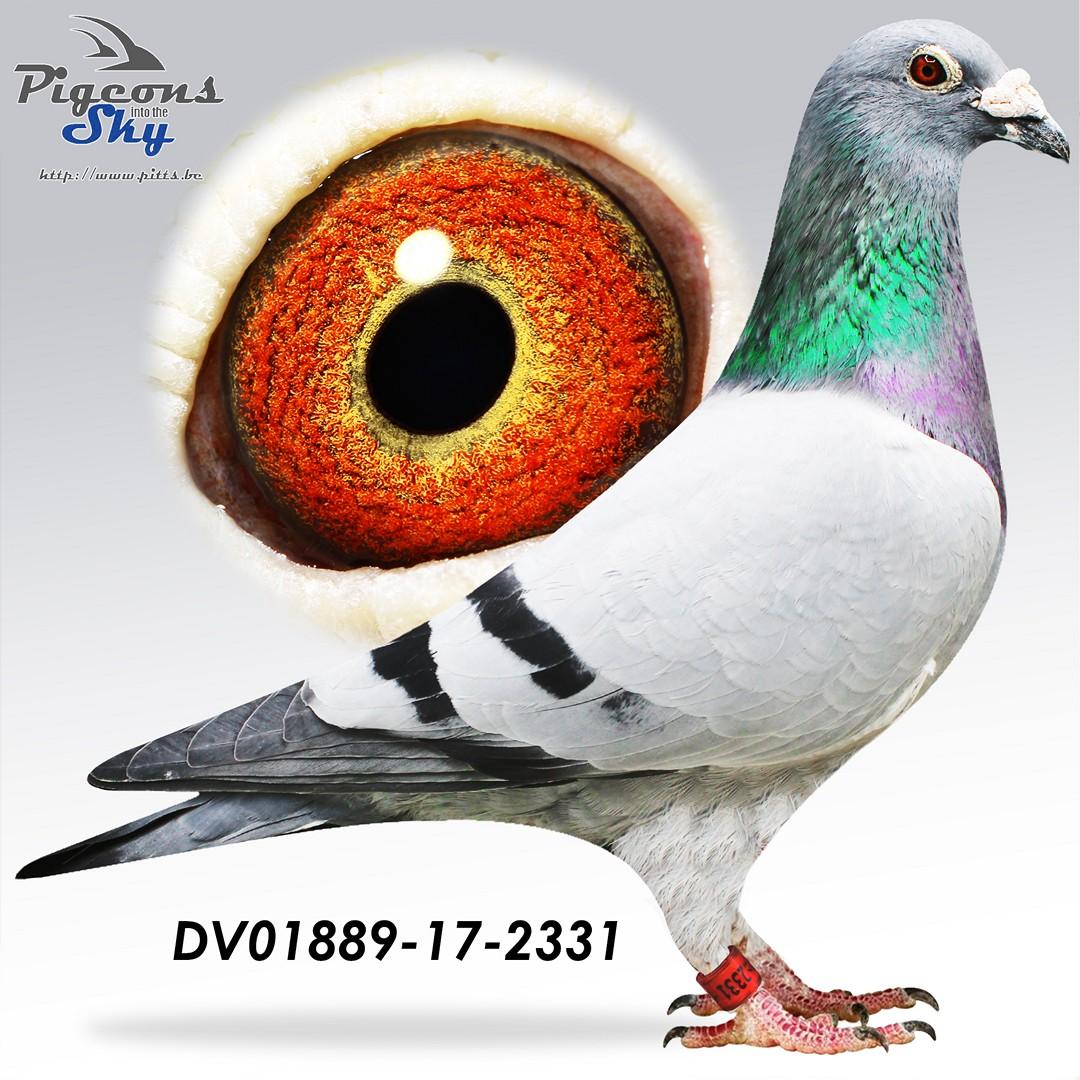 DV01889-17-2331