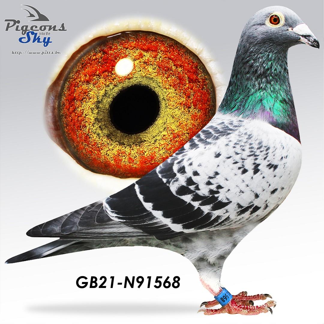 GB21-N91568