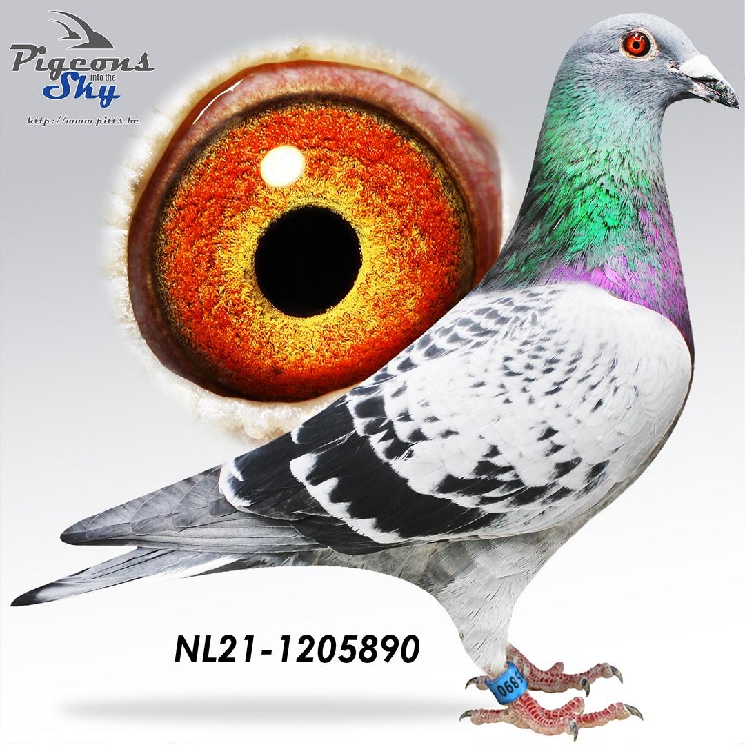 NL21-1205890