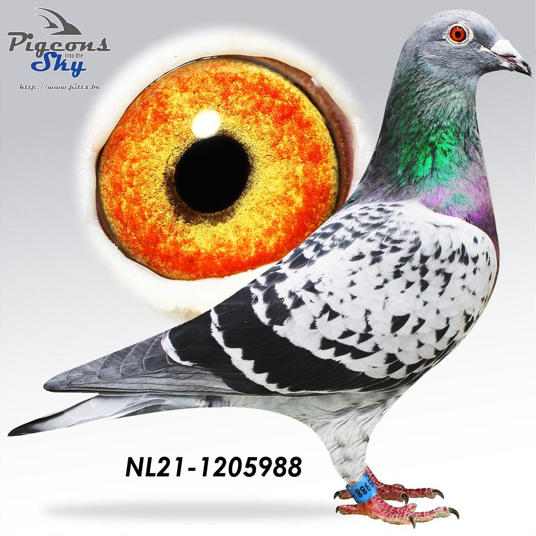 NL21-1205988