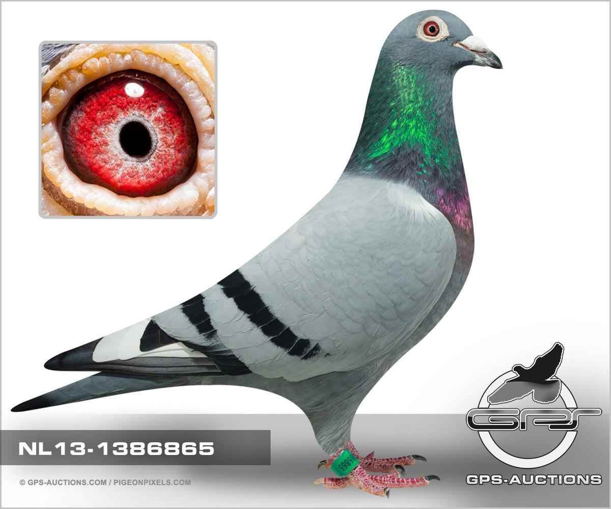 foto duif 13-1386865 Brother Narbonne