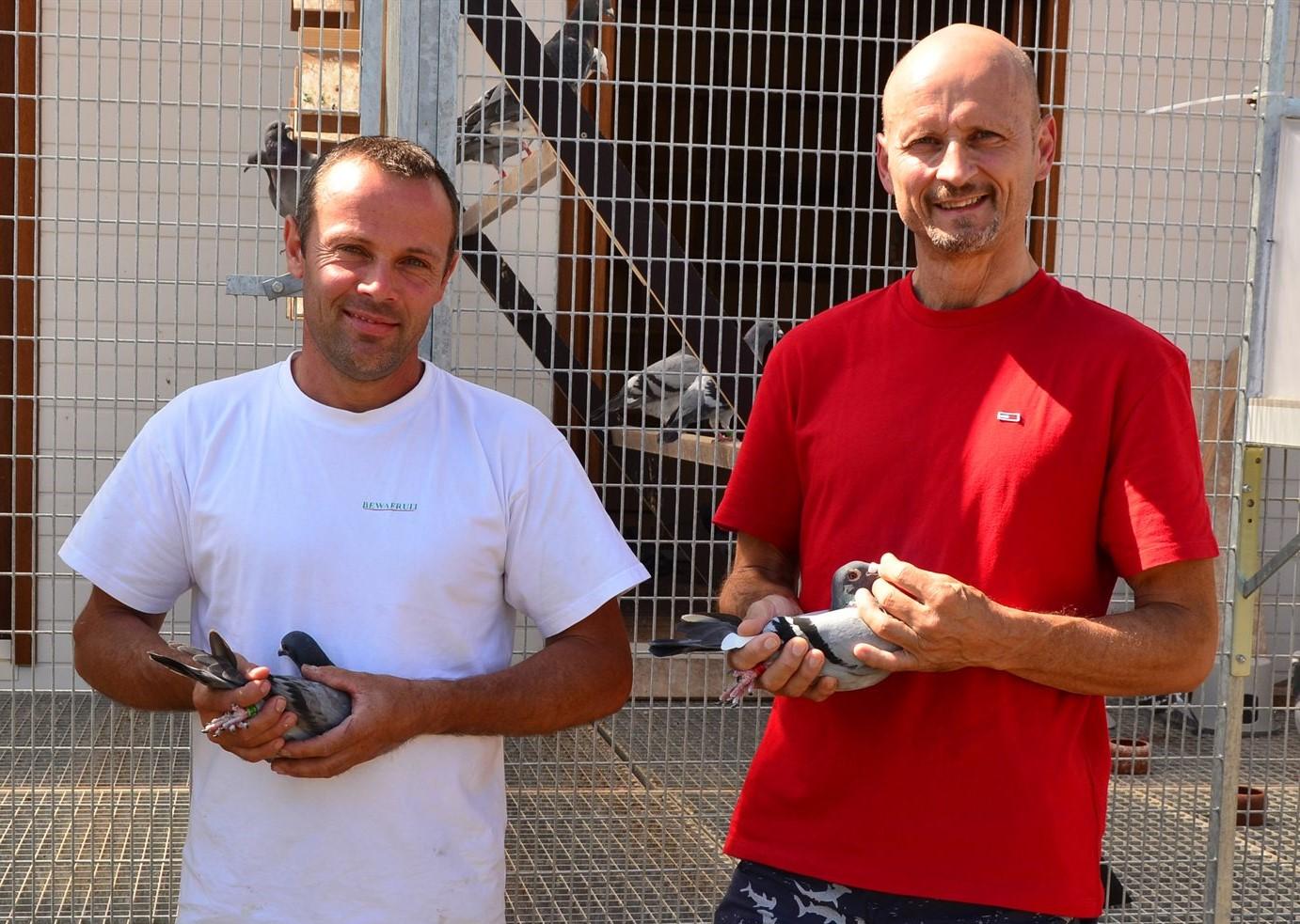 Beeckman - Huygh ( Lennik ) schenken een jonge duif 2026 op afspraak 