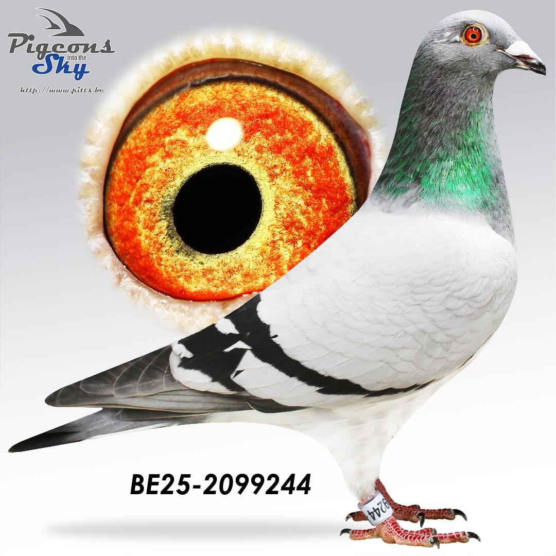 BE25-2099244