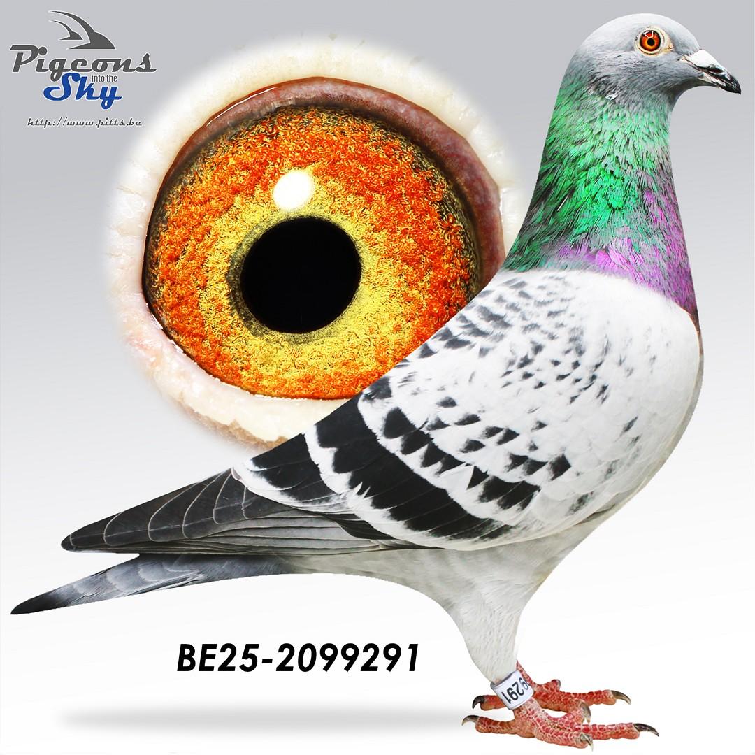 BE25-2099291