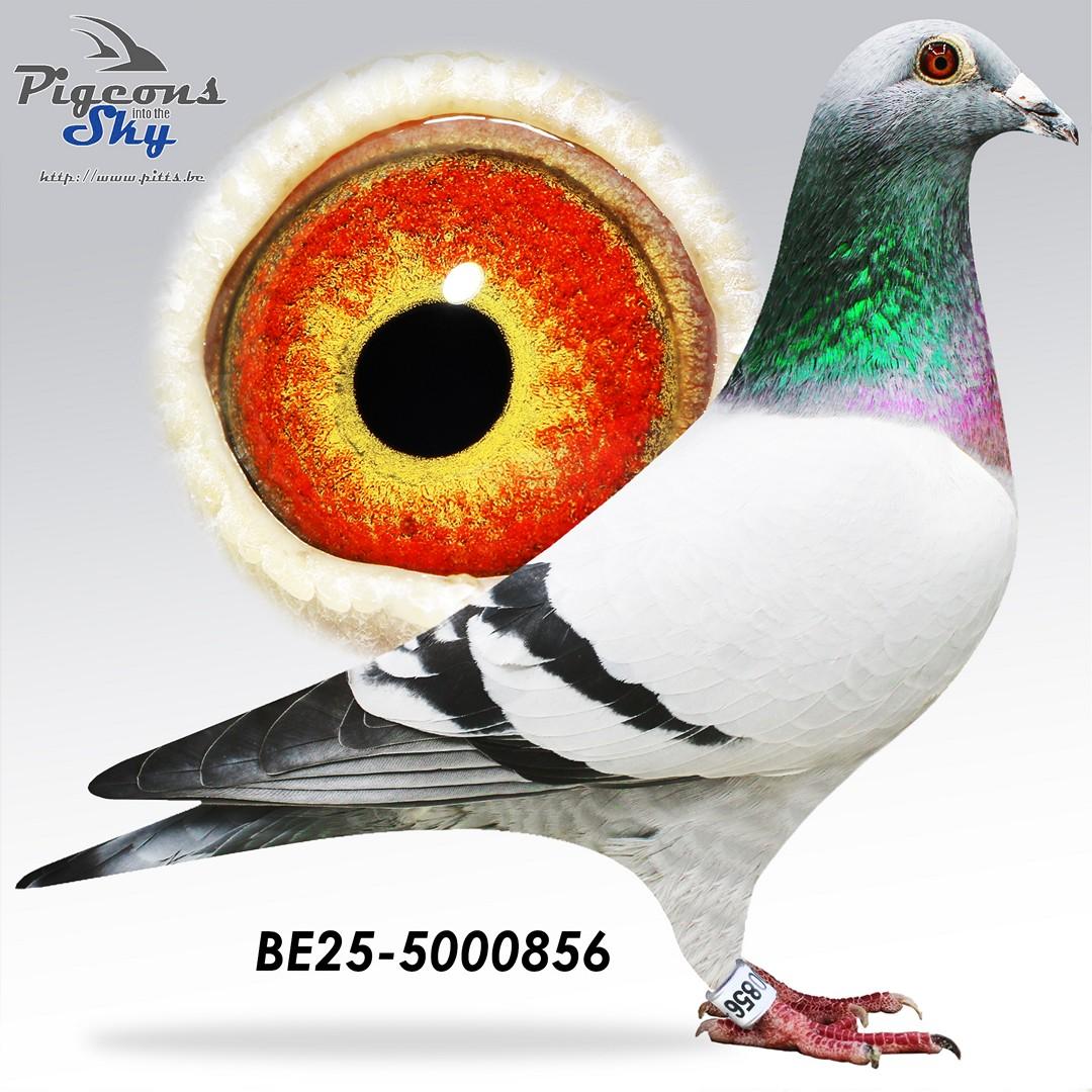 BE25-5000856