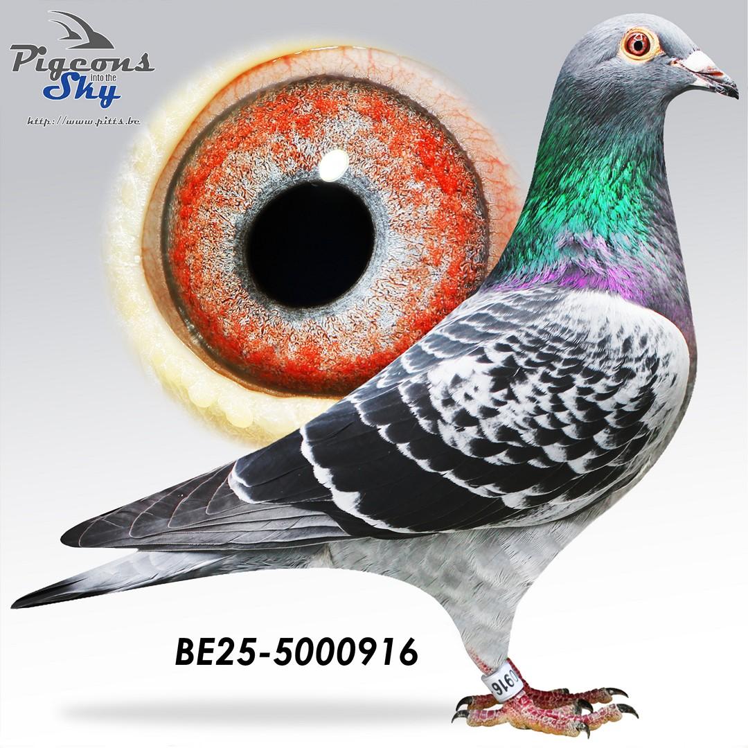 BE25-5000916