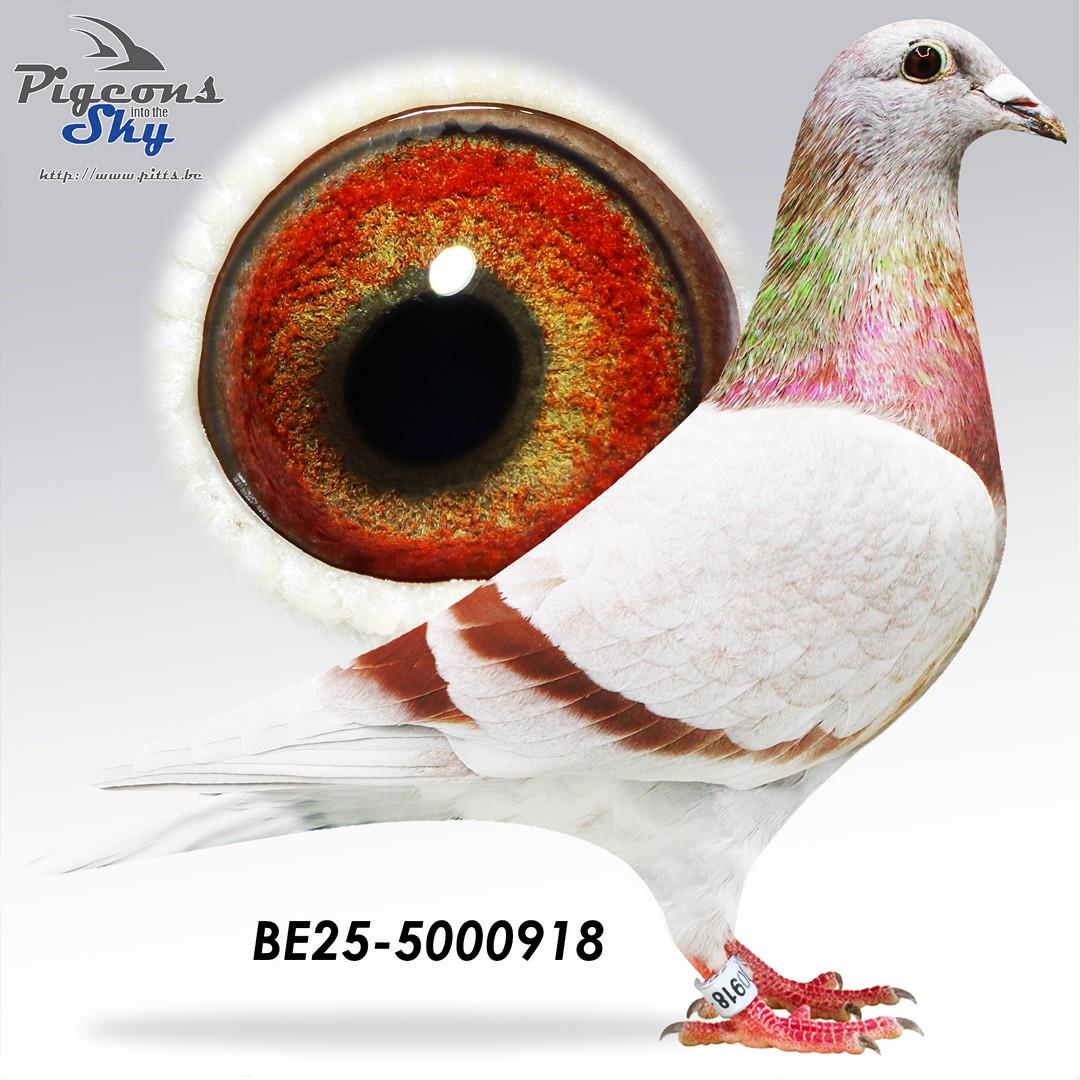 BE25-5000918