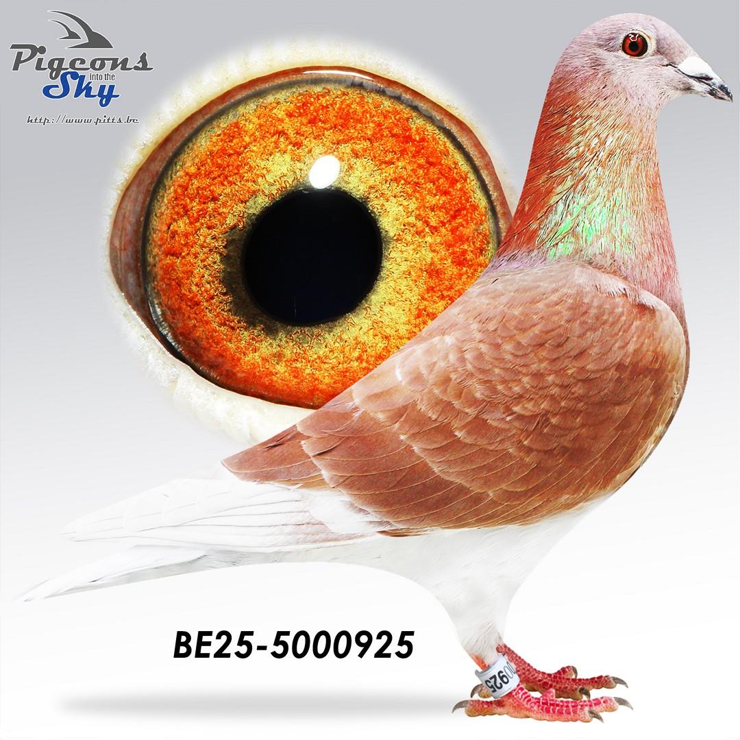 BE25-5000925