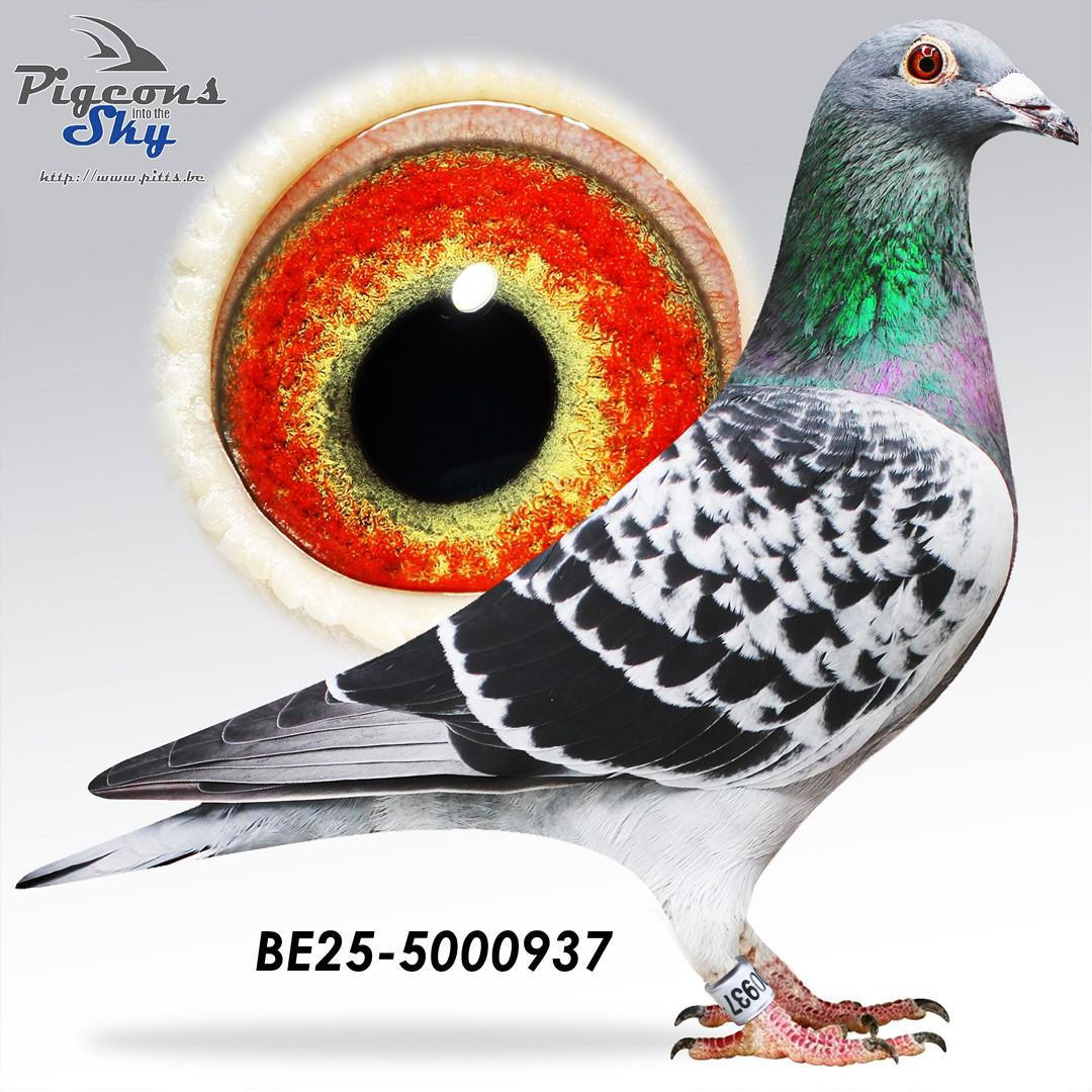 BE25-5000937