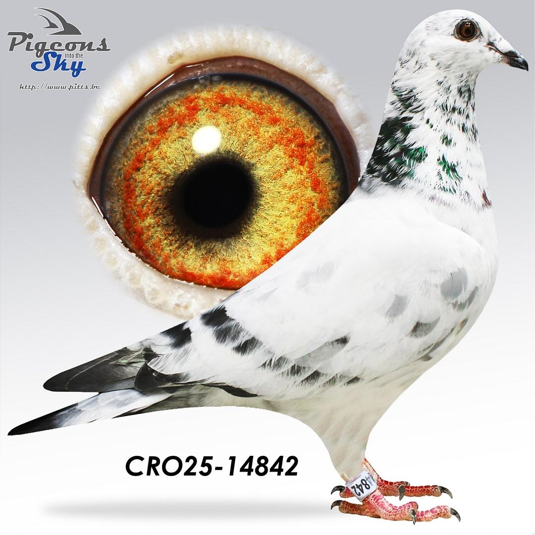 CRO25-14842