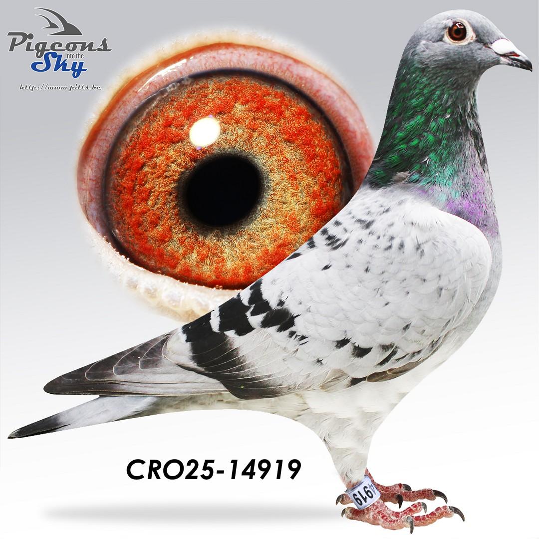 CRO25-14919