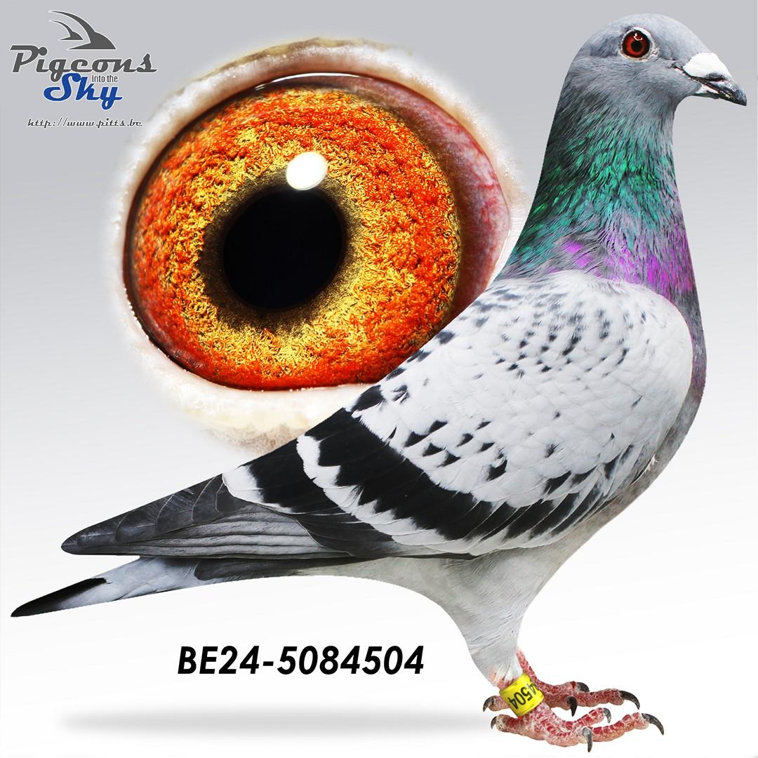 BE24-5084504