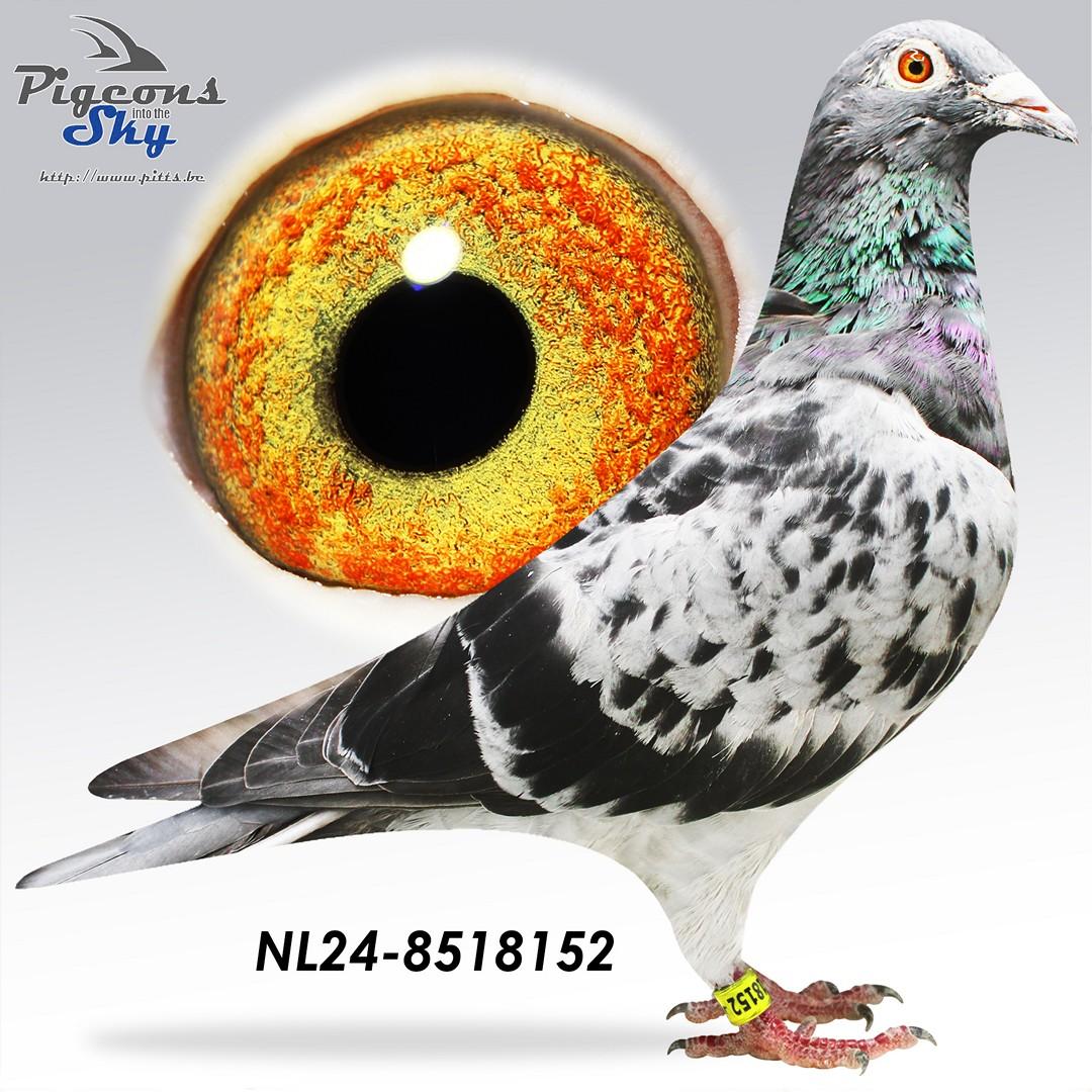 NL24-8518152