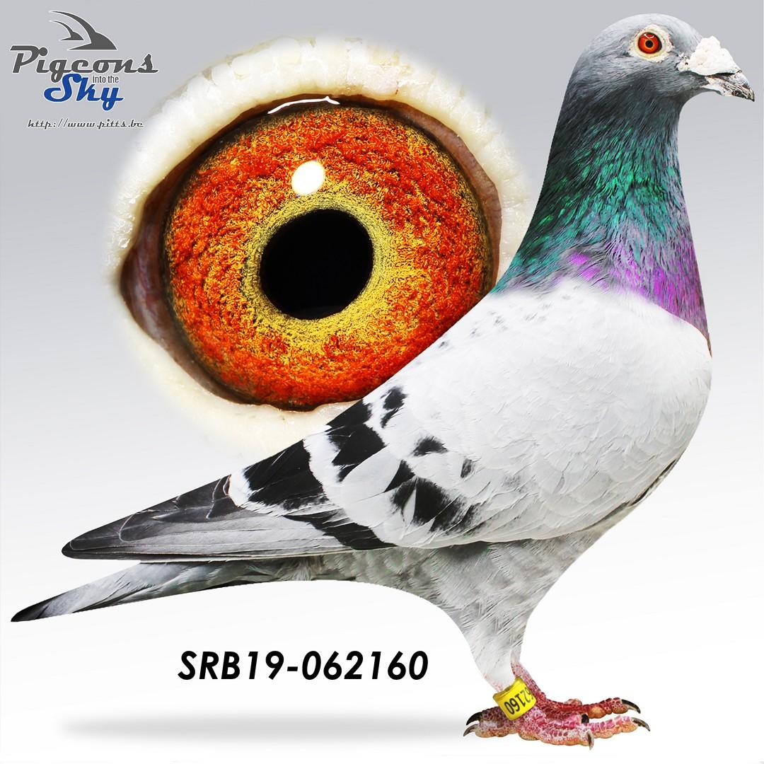 SRB19-062160