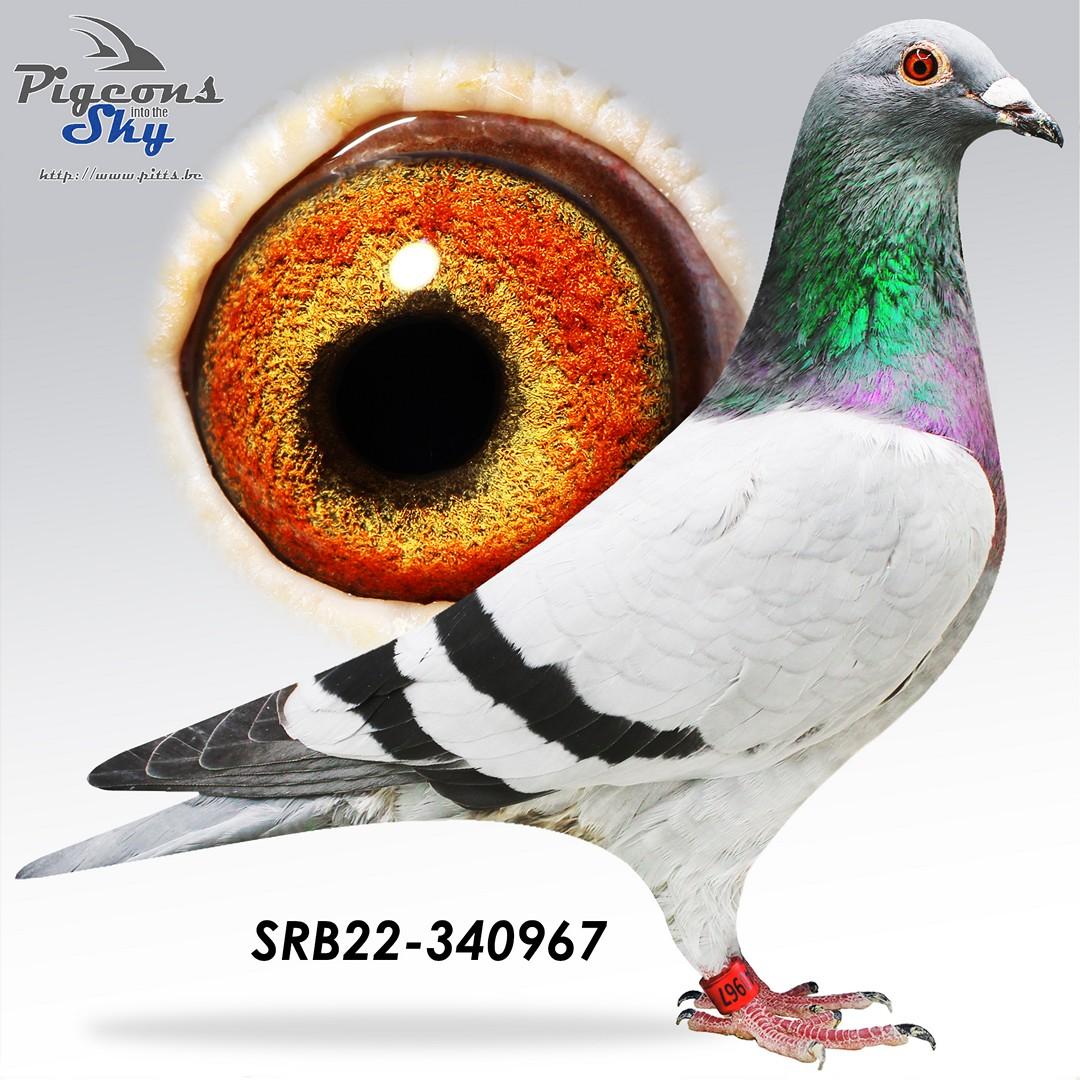 SRB22-340967