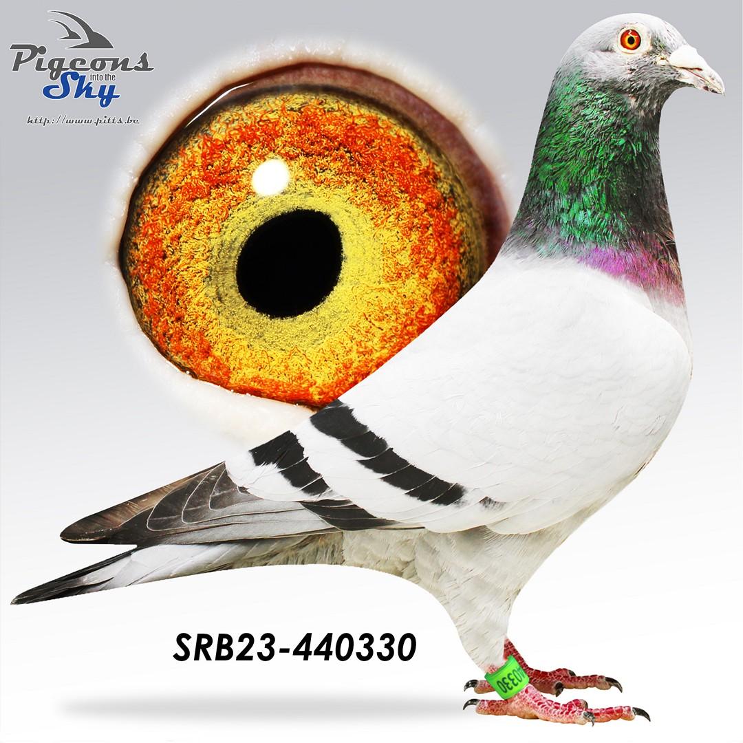 SRB23-440330