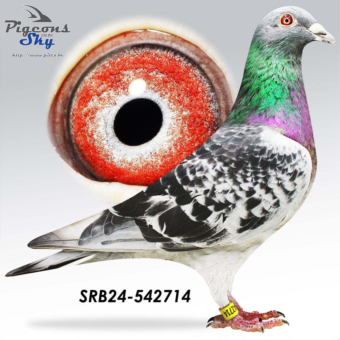 SRB24-542714