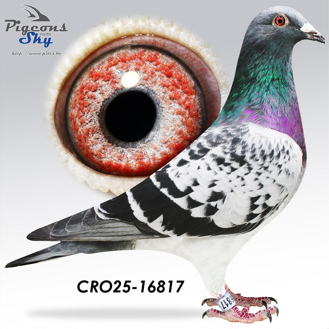 CRO25-16817