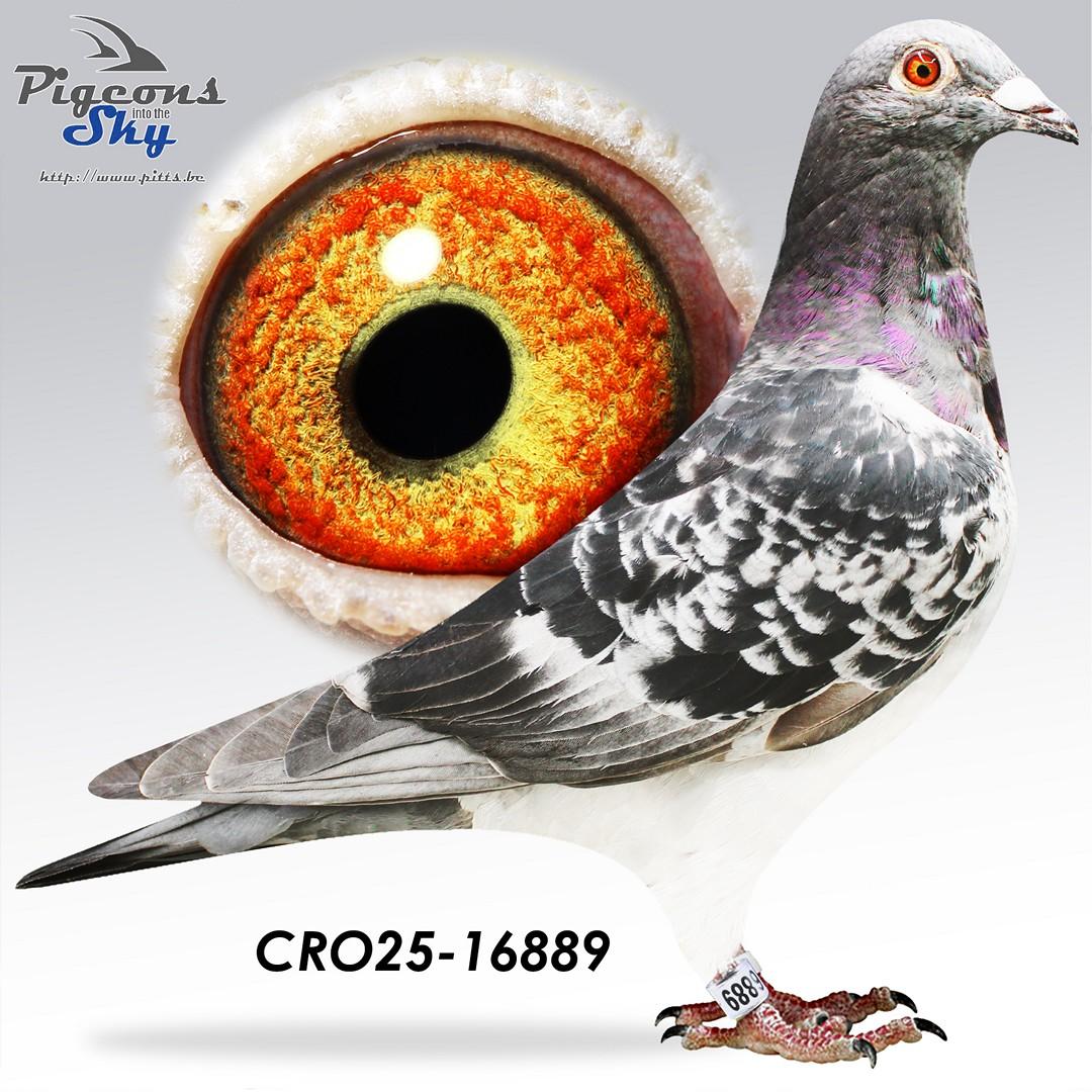 CRO25-16889