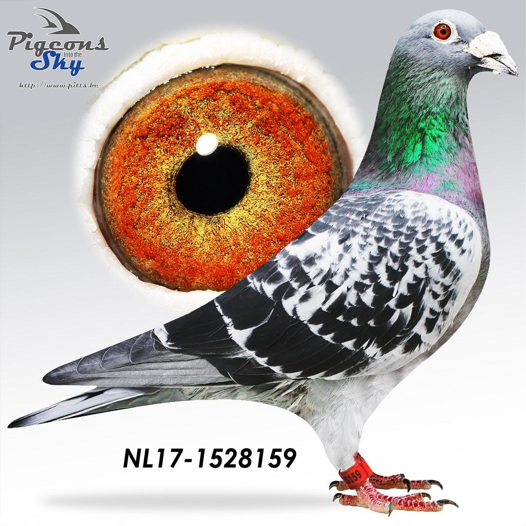 NL17-1528159