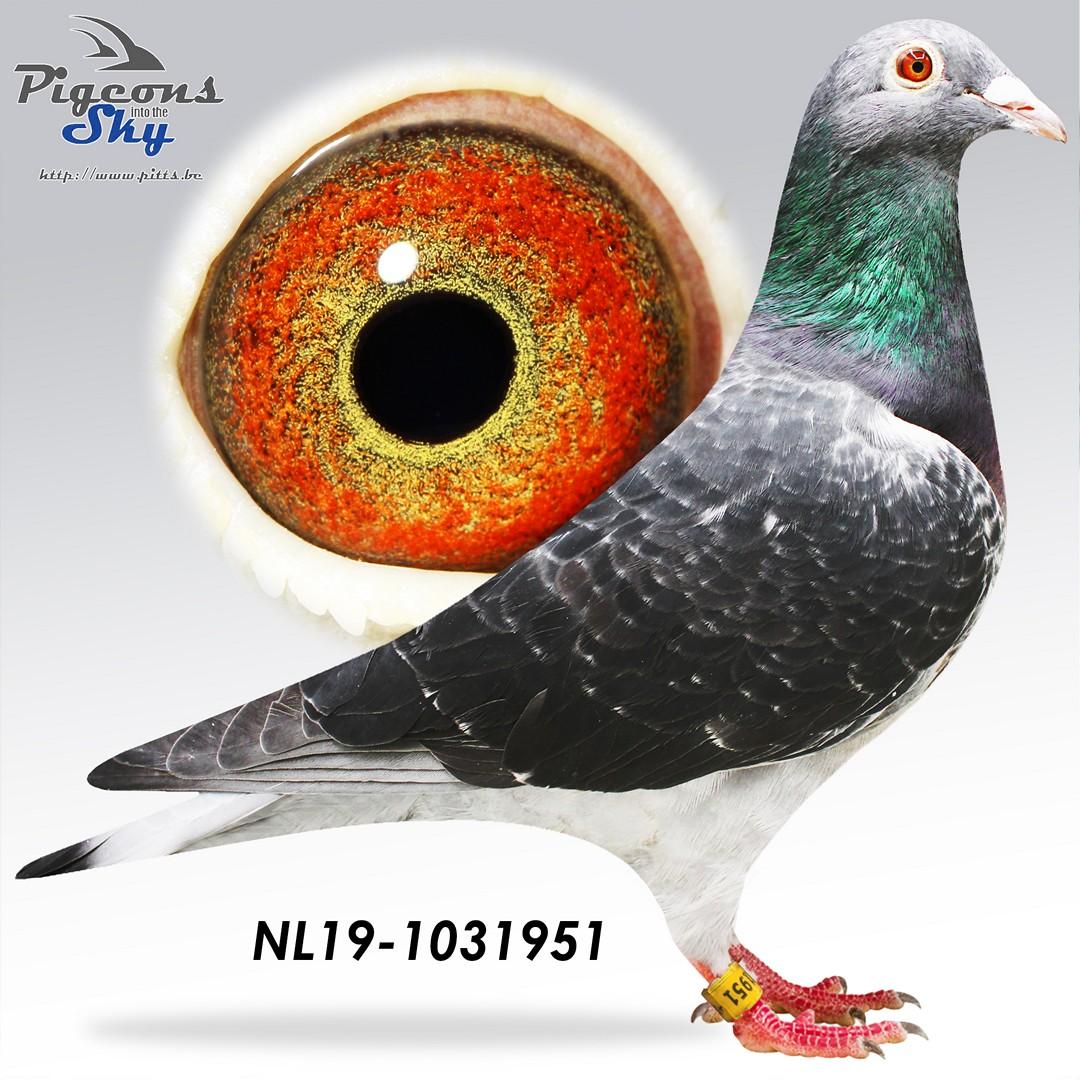 NL19-1031951