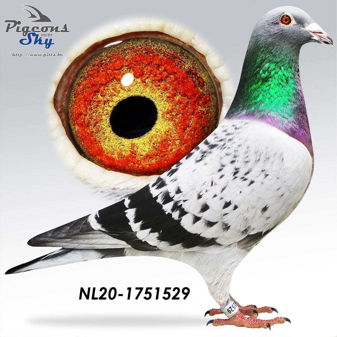 NL20-1751529