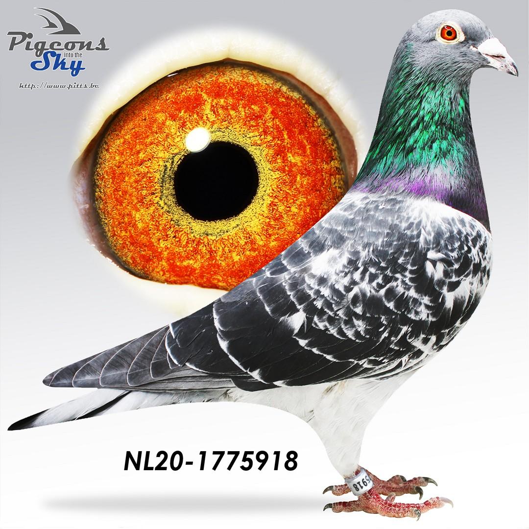 NL20-1775918