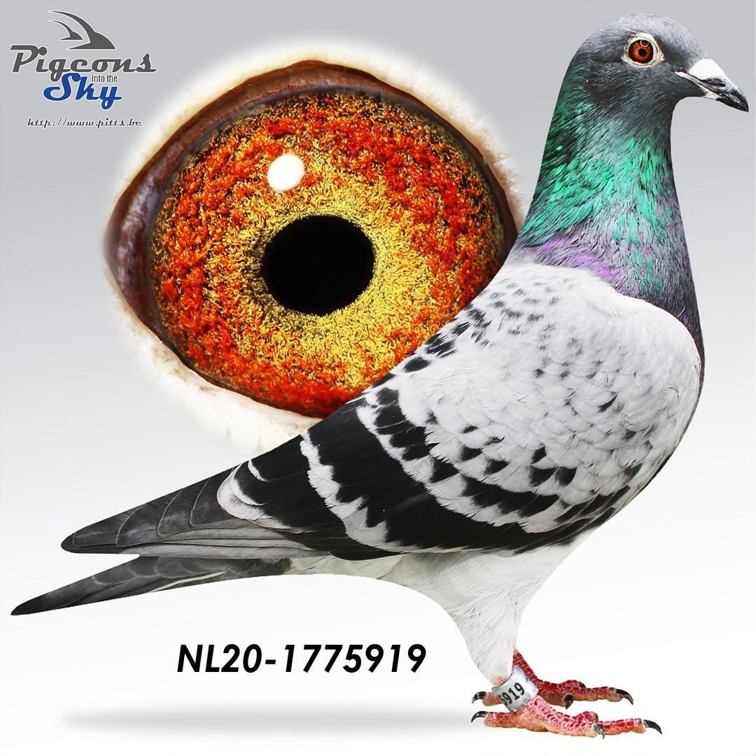 NL20-1775919