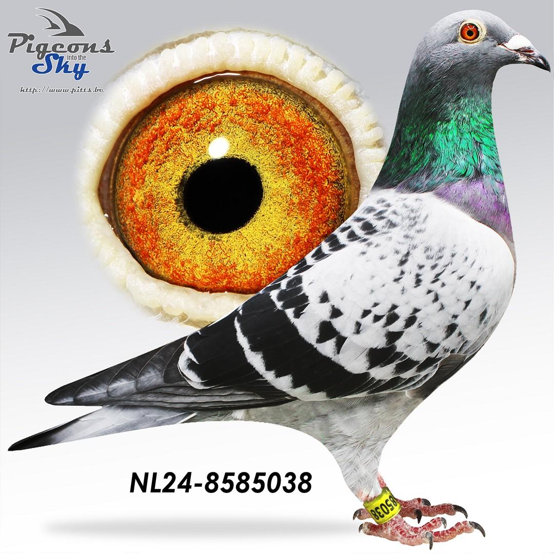 NL24-8585038
