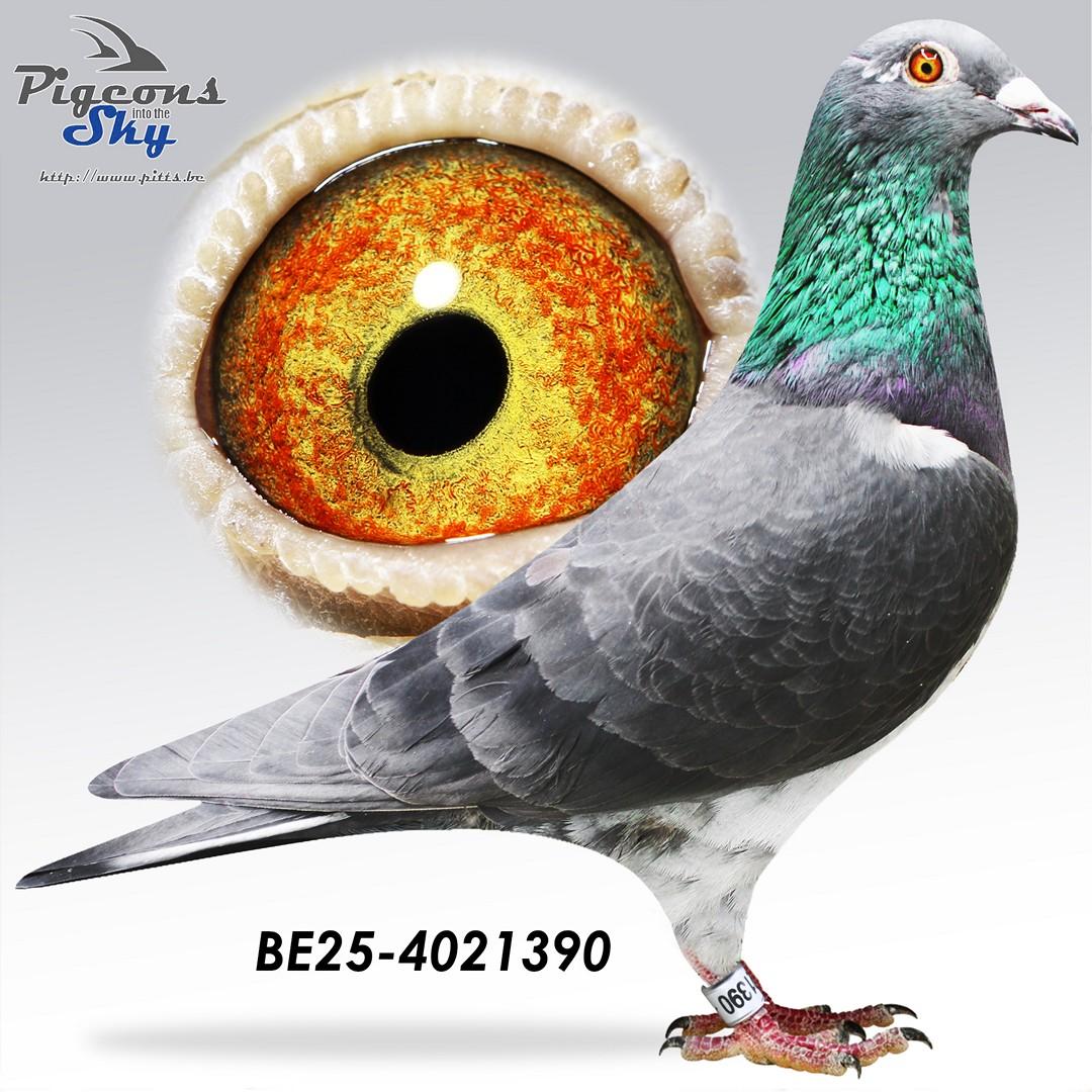 BE25-4021390