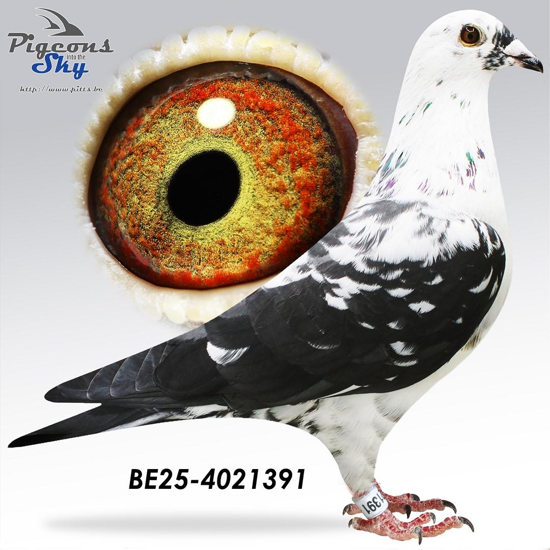 BE25-4021391