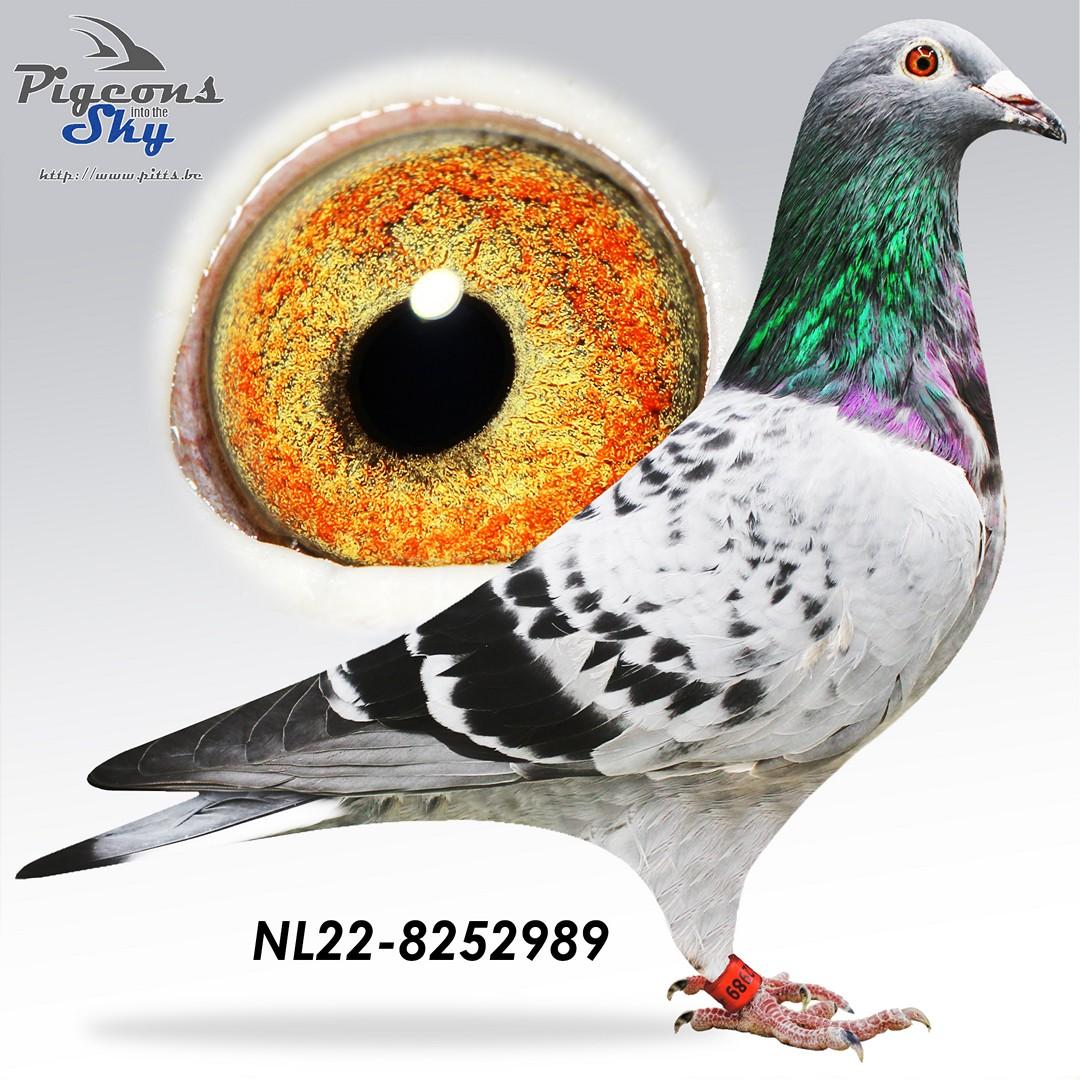 NL22-8252989