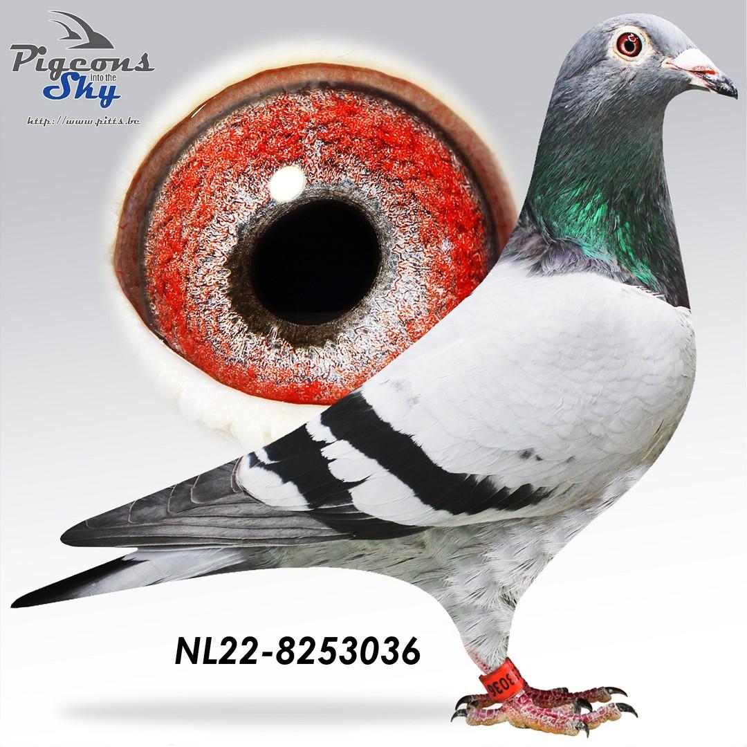NL22-8253036