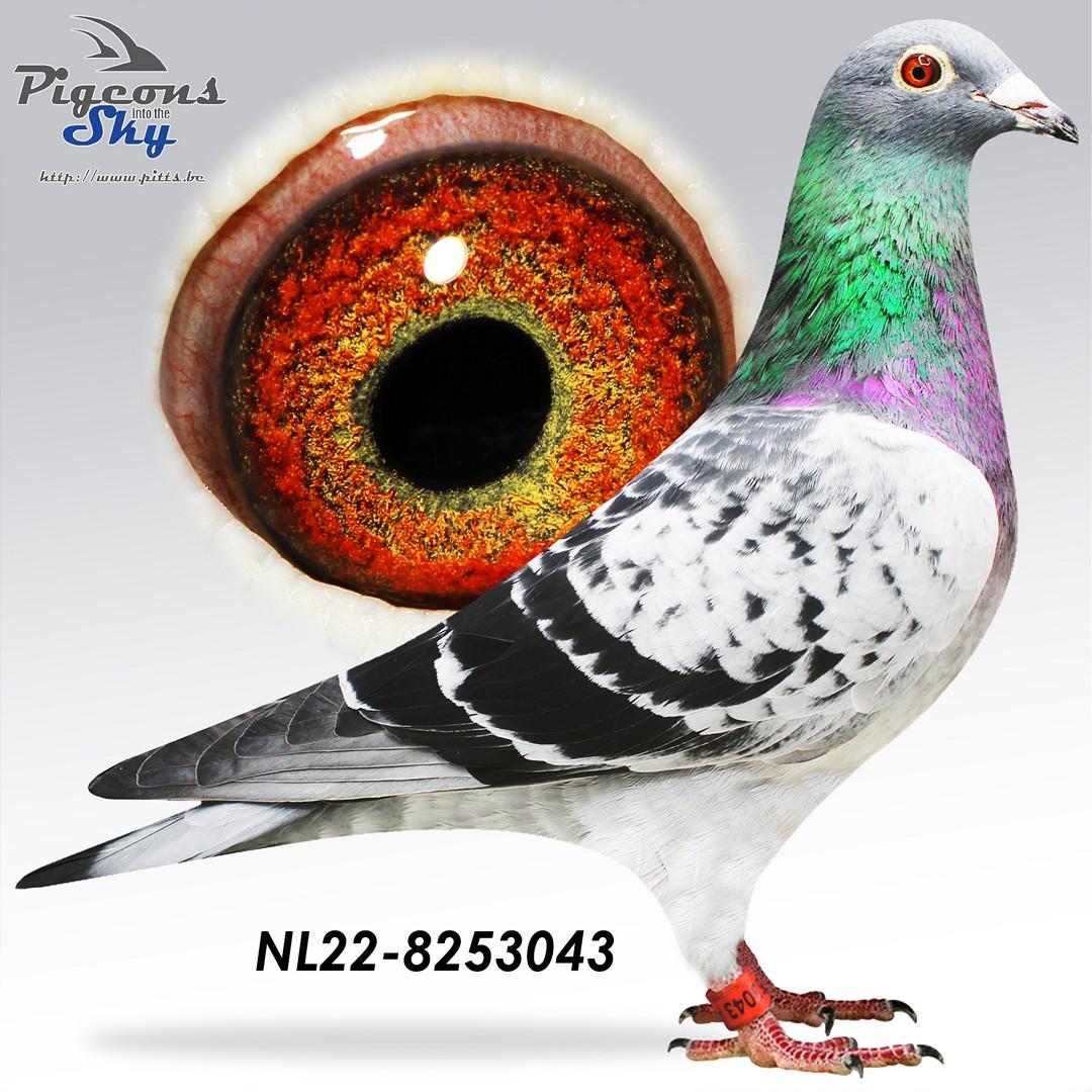 NL22-8253043