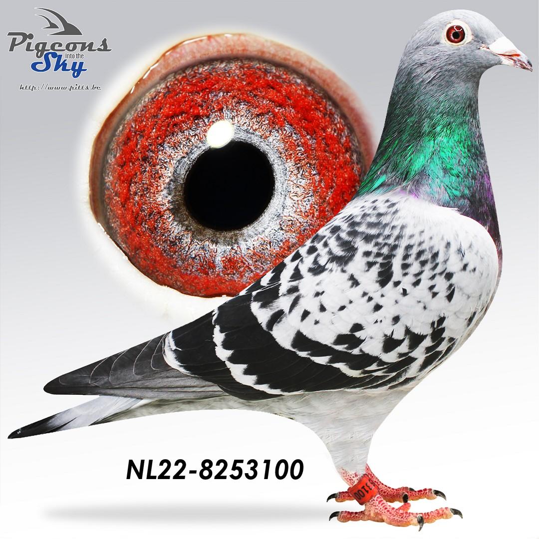NL22-8253100