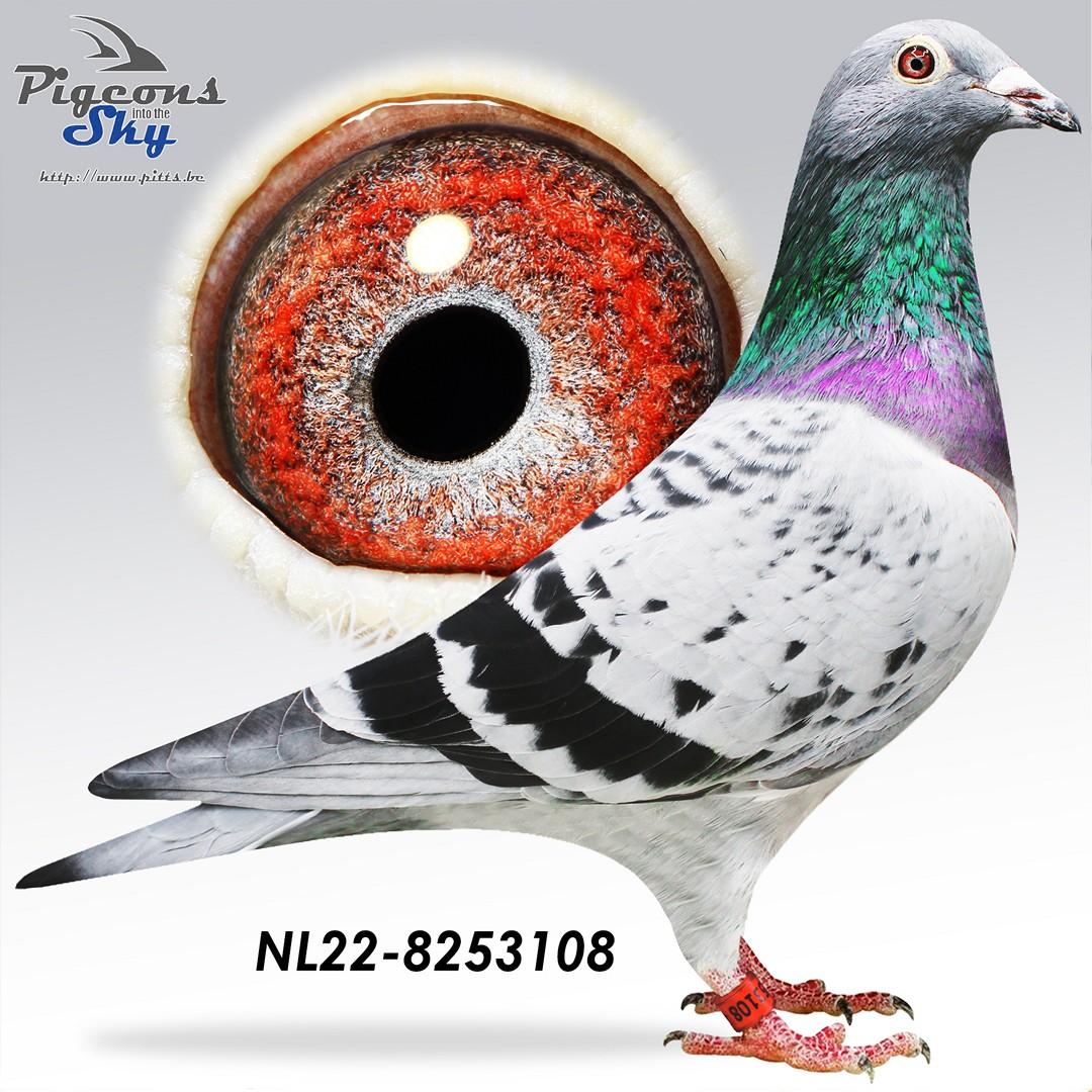NL22-8253108