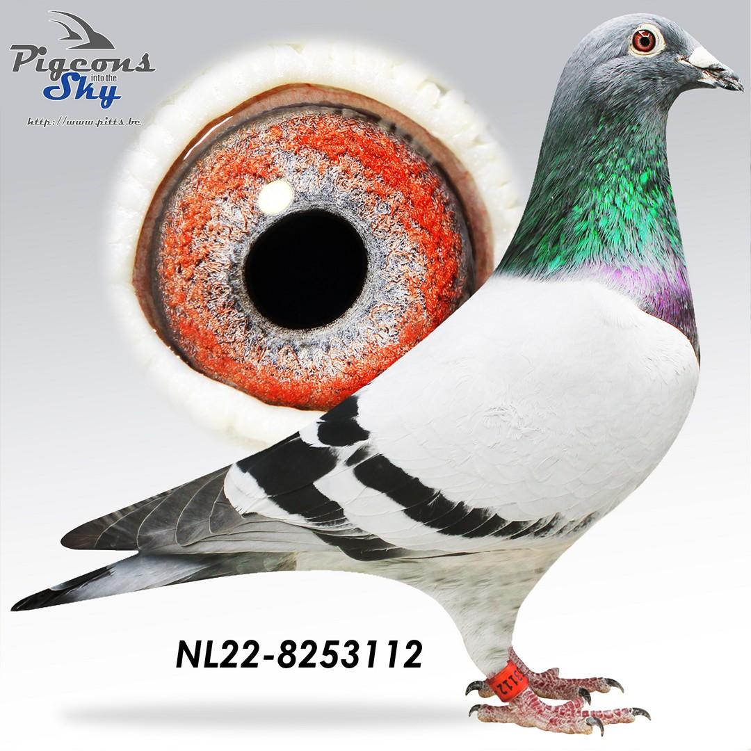 NL22-8253112