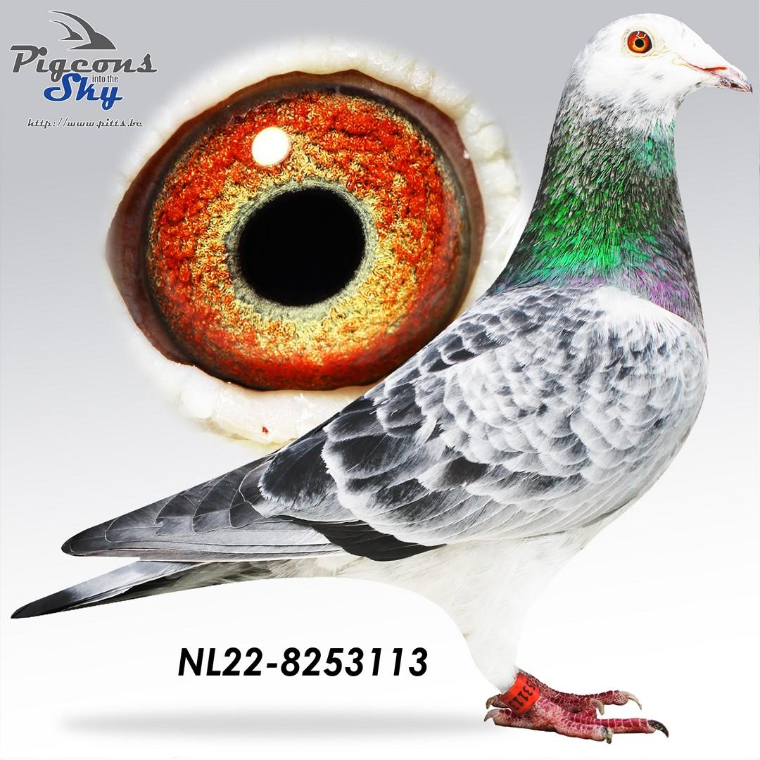 NL22-8253113