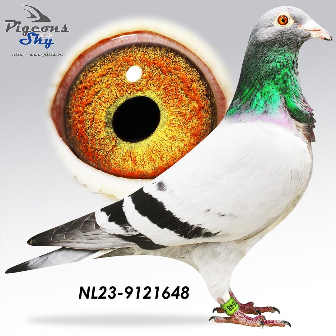 NL23-9121648