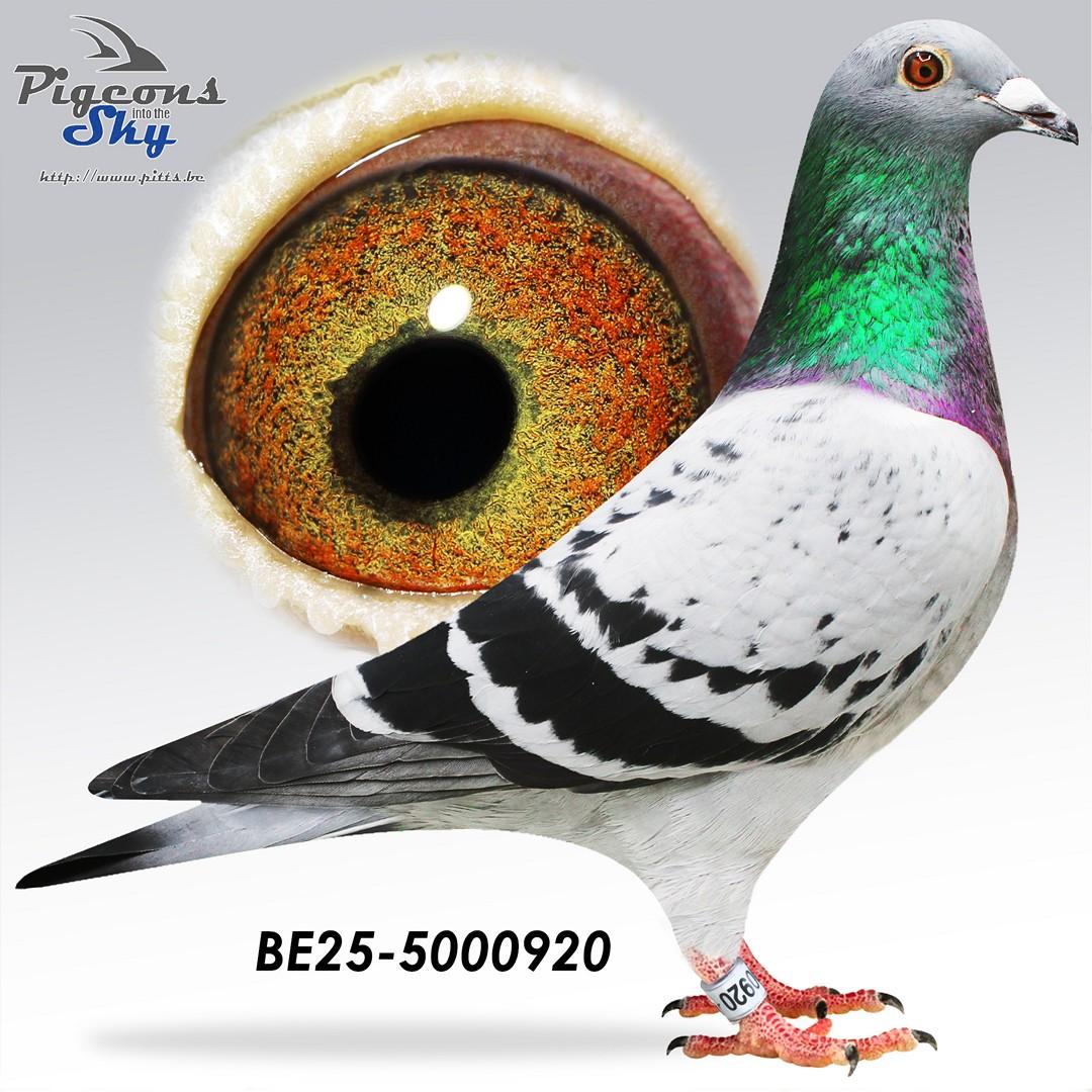BE25-5000920