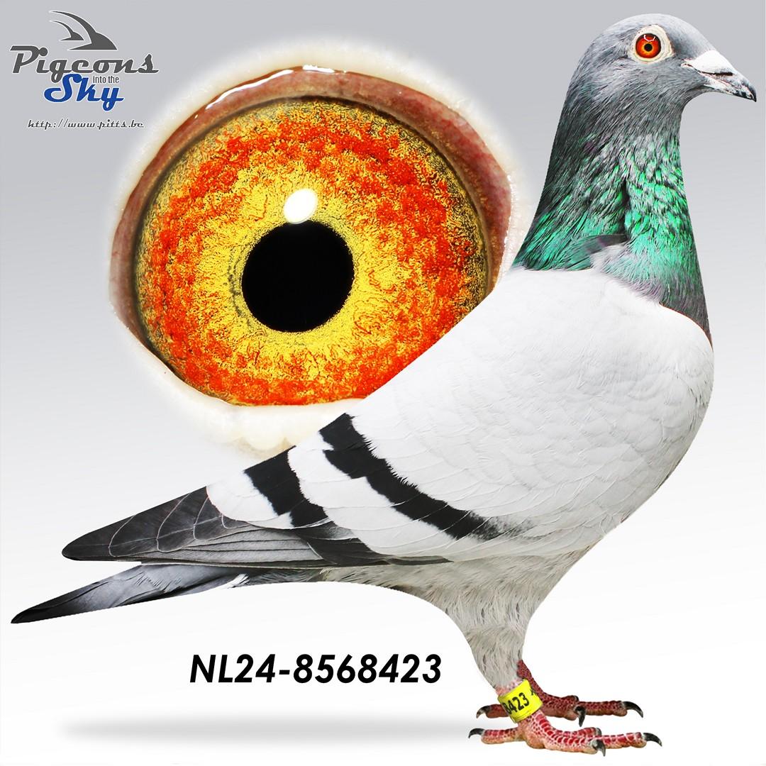 NL24-8568423