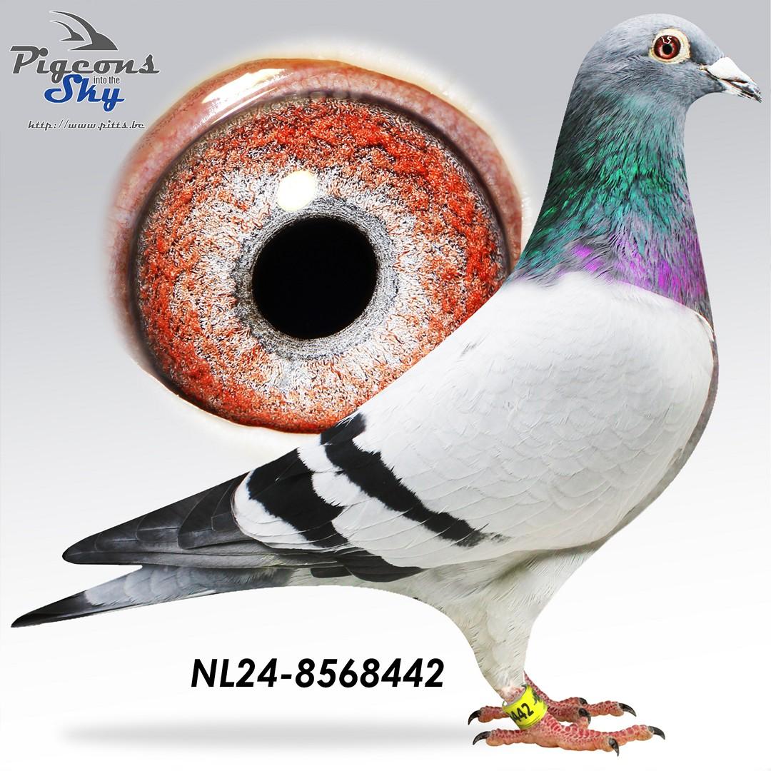 NL24-8568442