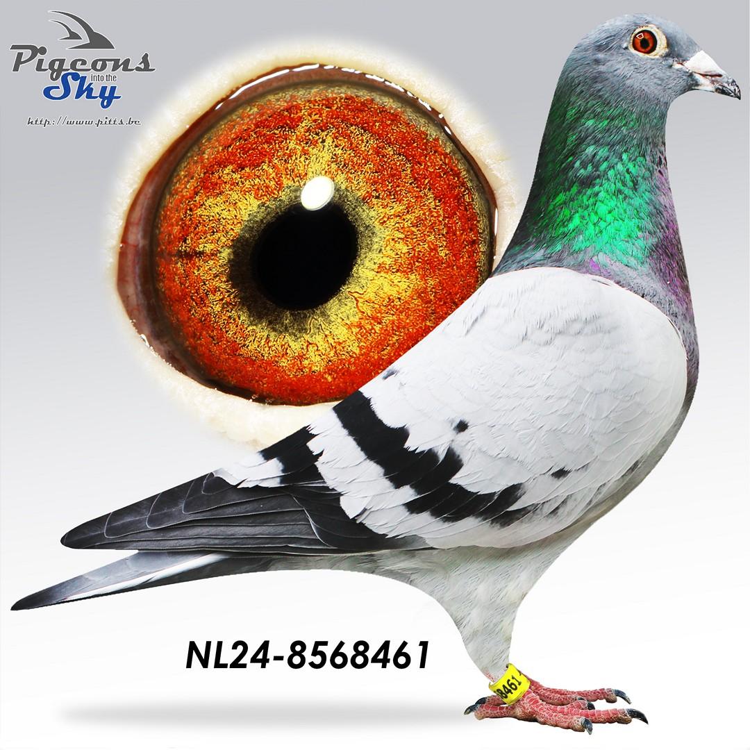 NL24-8568461