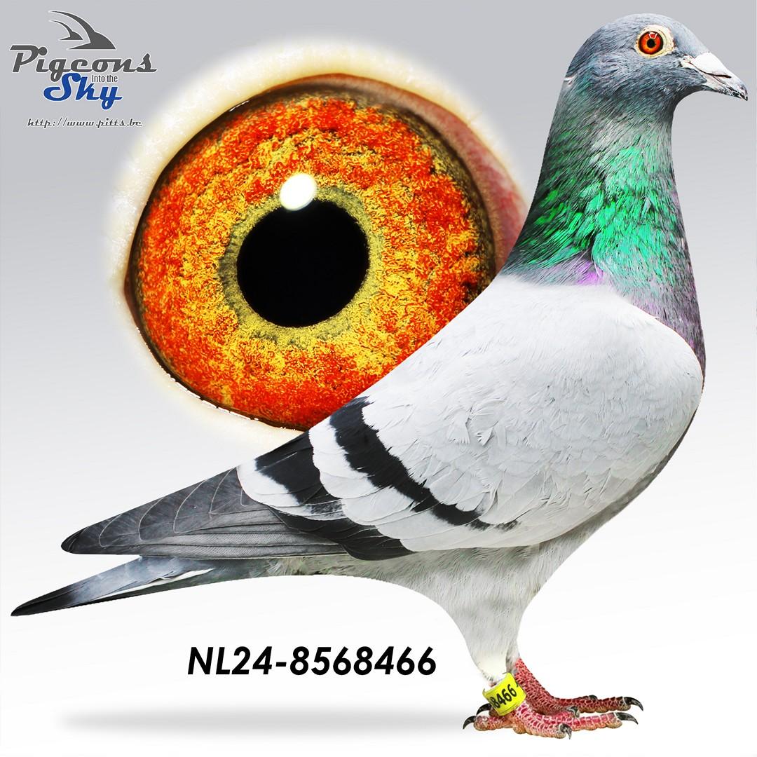 NL24-8568466