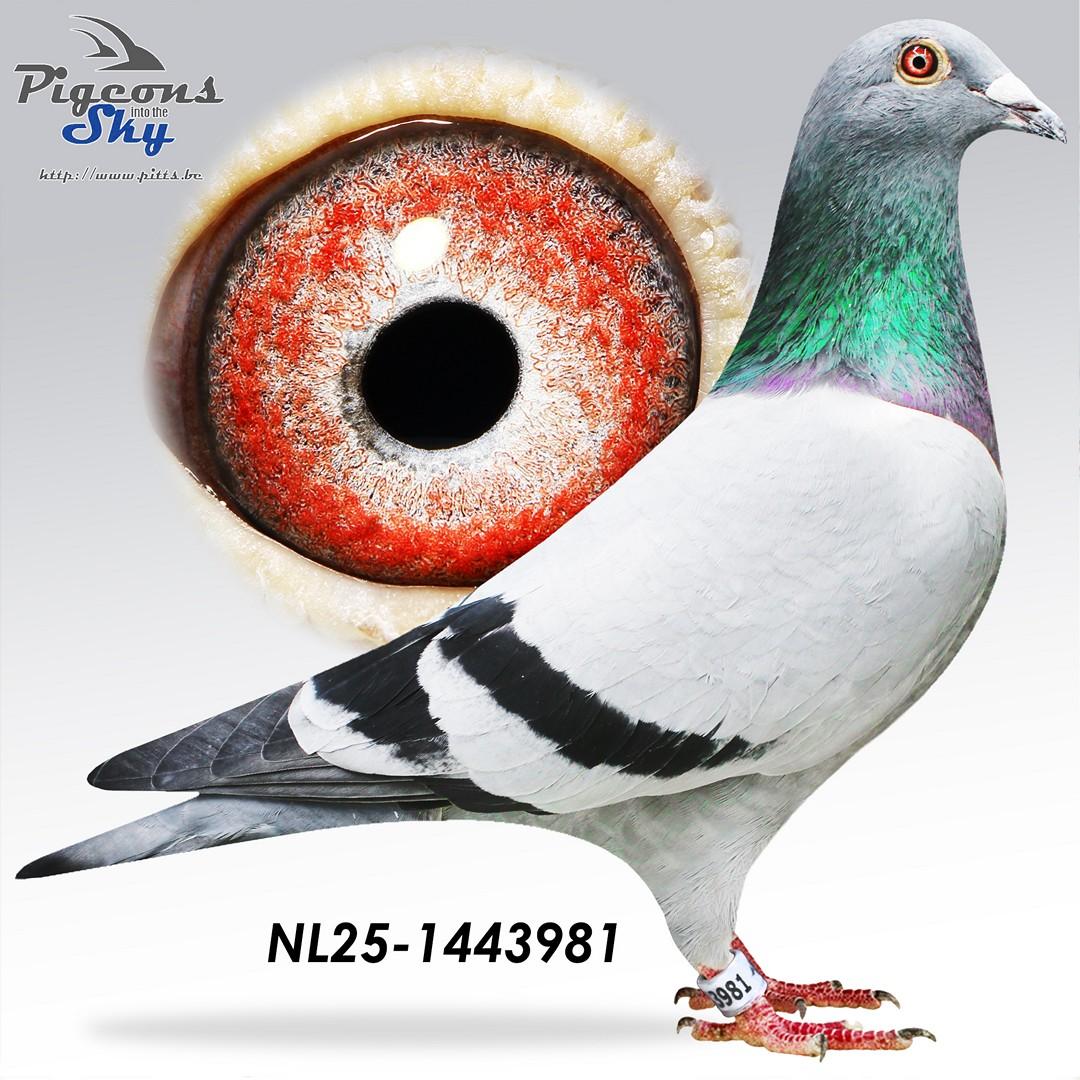 NL25-1443981