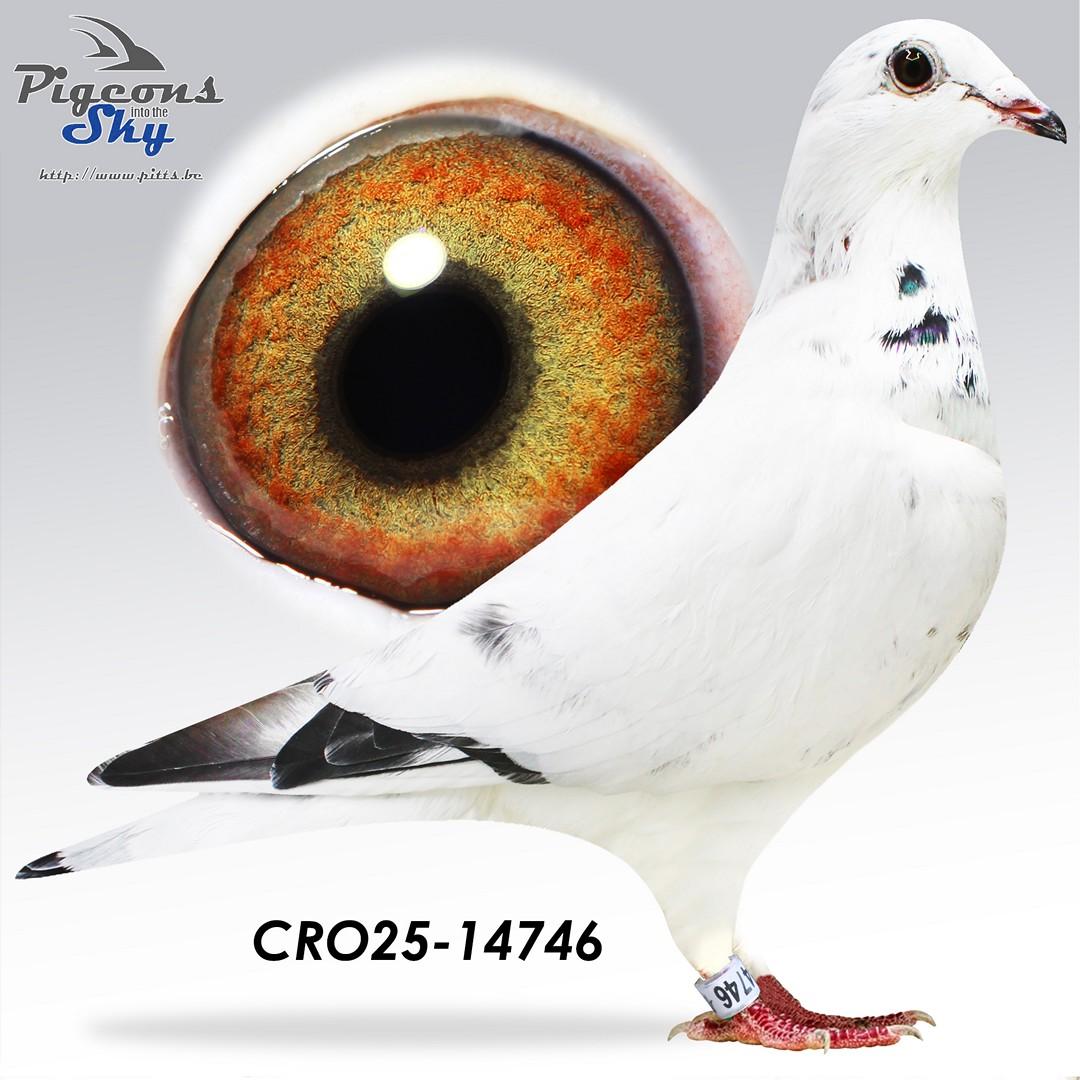 CRO25-14746