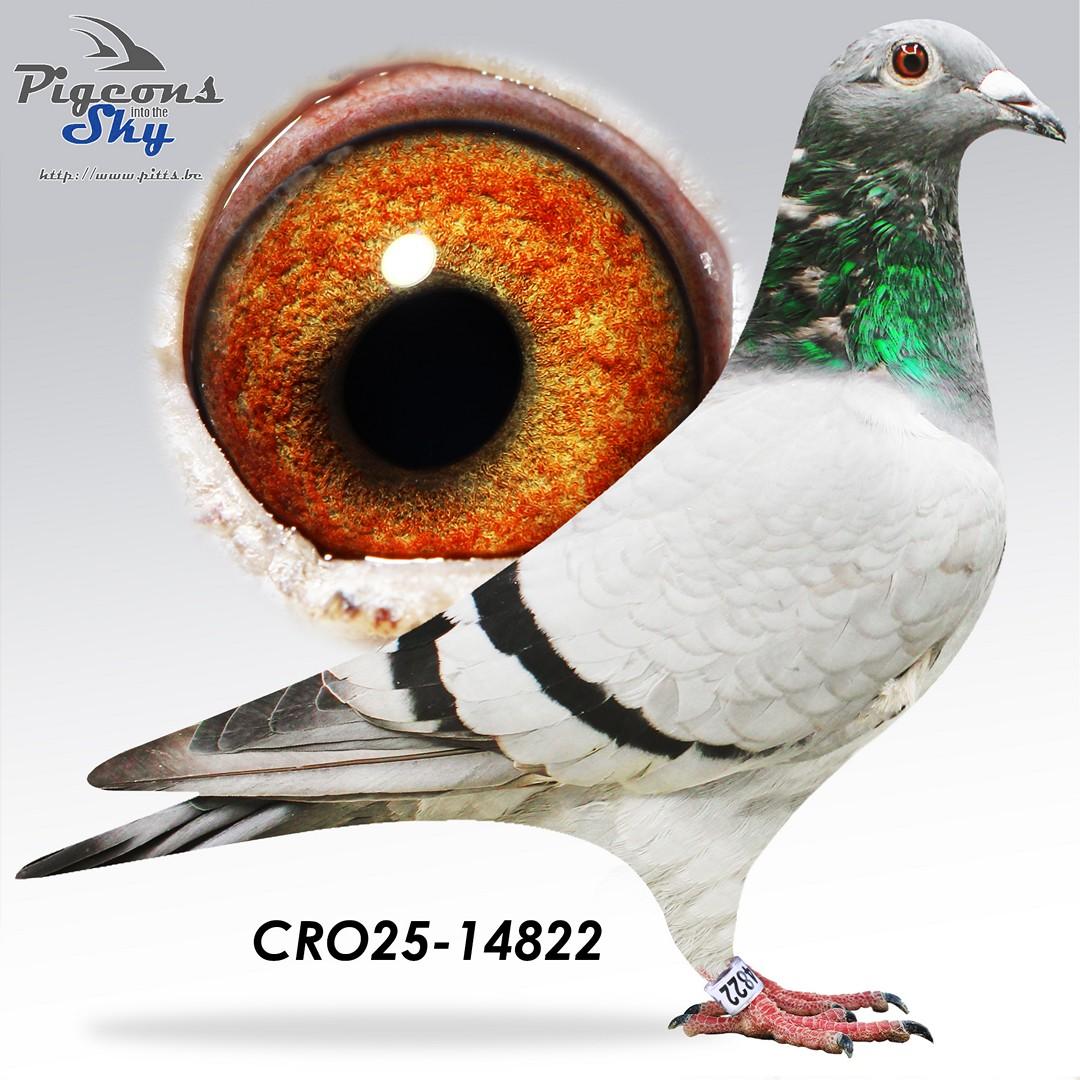 CRO25-14822