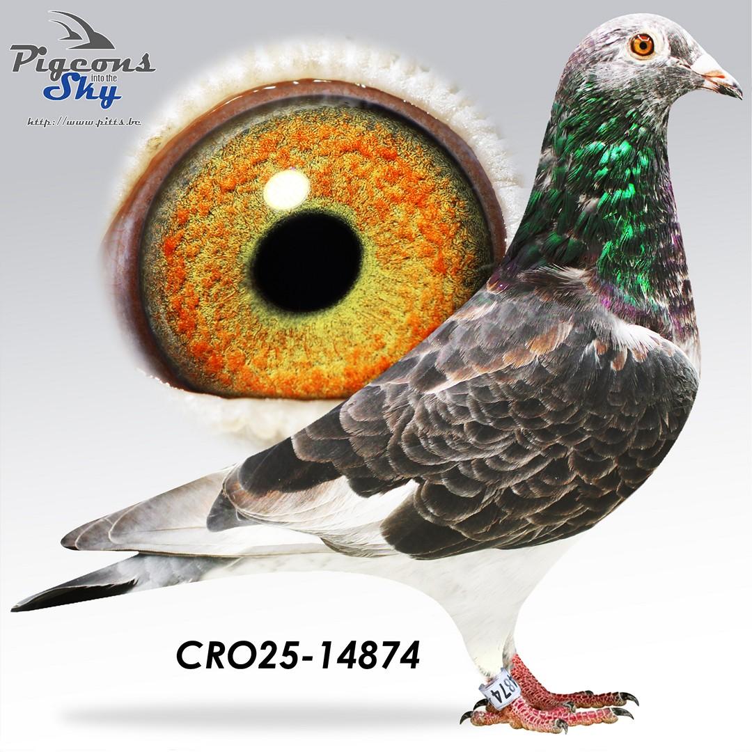 CRO25-14874